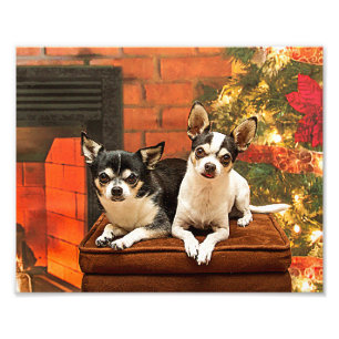 Christmas Chihuahua’s Photo Print