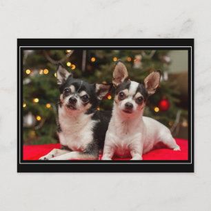 Christmas Chihuahua's Holiday Postcard