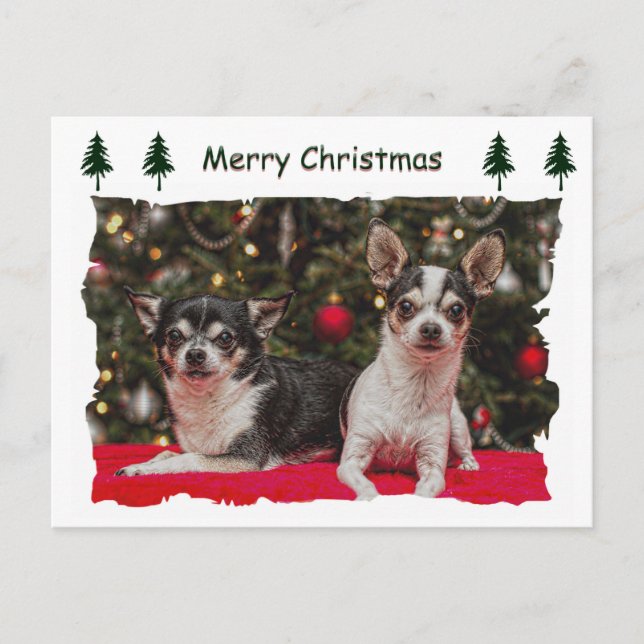 Christmas Chihuahua's Holiday Postcard (Front)