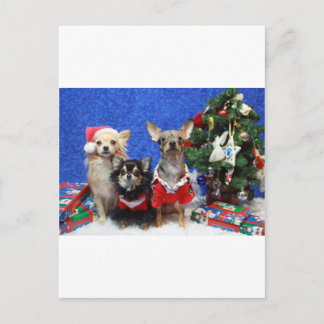 Christmas Chihuahuas Holiday Postcard