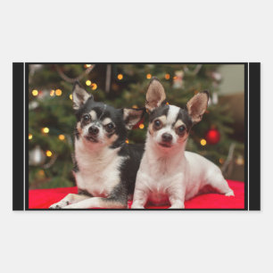 Christmas Chihuahua's Rectangular Sticker