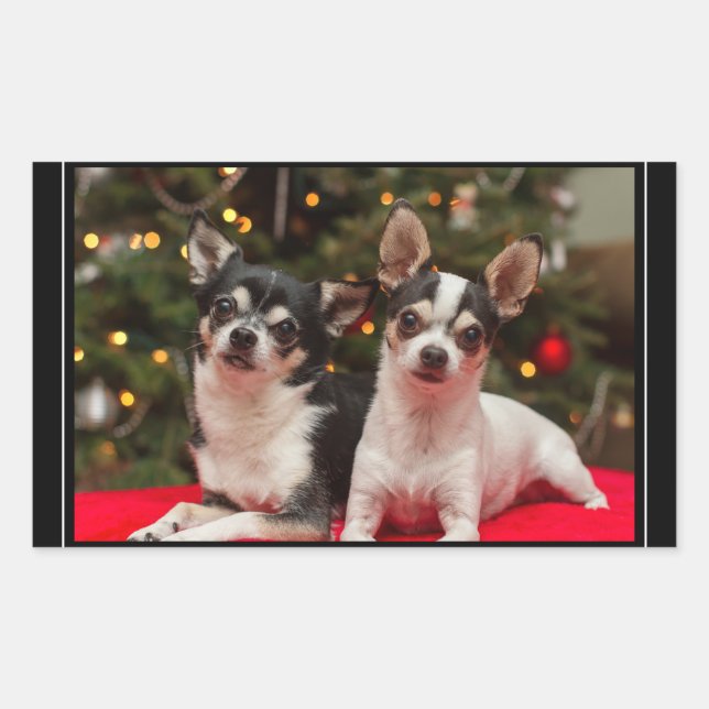 Christmas Chihuahua's Rectangular Sticker (Front)