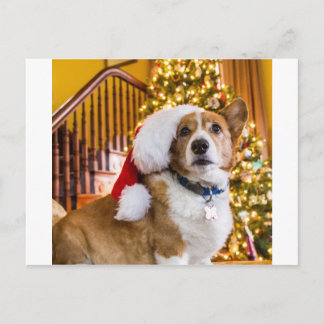Christmas Corgi Holiday Postcard