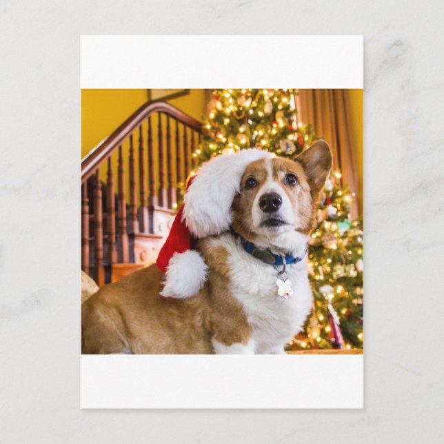 Christmas Corgi Holiday Postcard (Front)