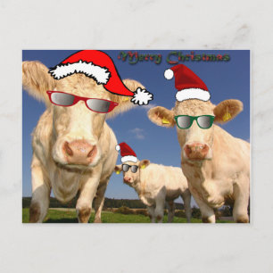 Christmas Cows Postcard