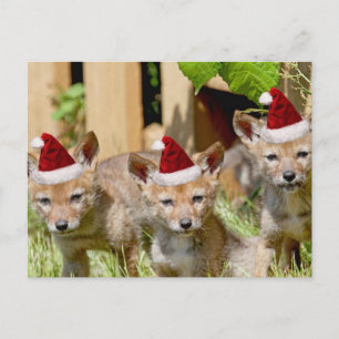 Christmas Coyote Pups Holiday Postcard
