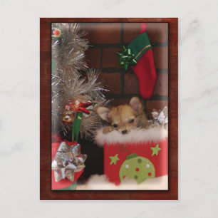 Christmas Cute Chihuahua Puppy In Box Holiday Postcard