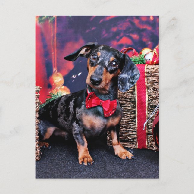 Christmas - Dachshund - Buddy Holiday Postcard (Front)