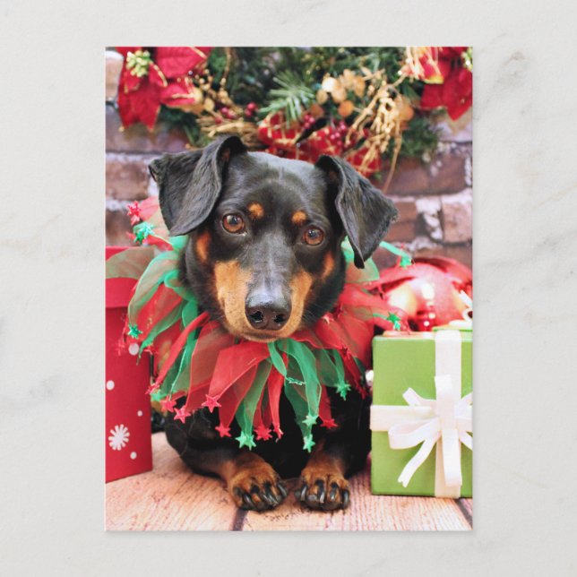 Christmas - Dachshund - Tanner Holiday Postcard (Front)