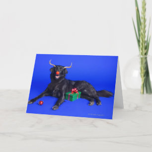Christmas dog holiday card