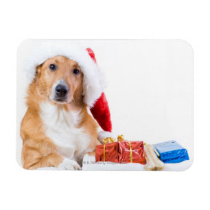 Christmas dog with antler and colourful gifts magnet