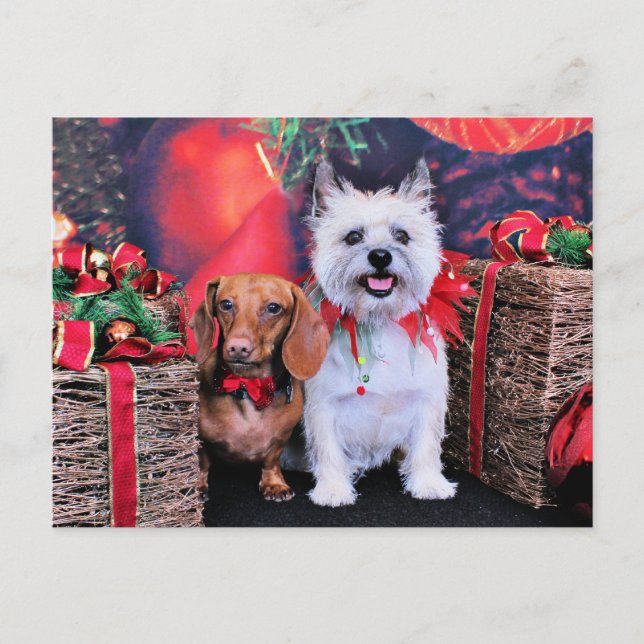 Christmas - Doxie Butch - Cairn Stella Holiday Postcard (Front)