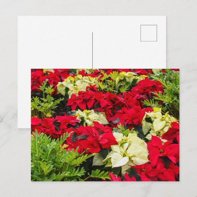 Christmas flower Poinsettia varieties Holiday Postcard (Front/Back)