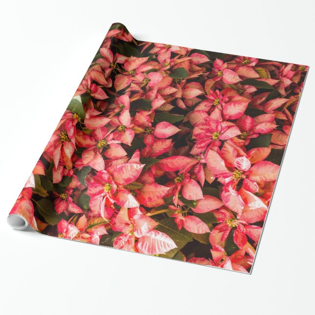 Christmas flower Poinsettia Wrapping Paper (Unrolled)
