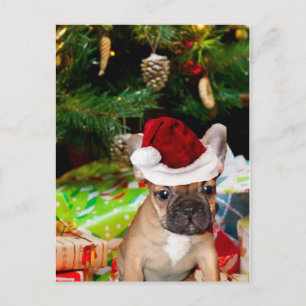 Christmas French Bulldog Holiday Postcard