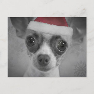 Christmas Funny Chihuahua Puppy with Santa Hat Holiday Postcard