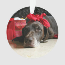 Christmas german shorthaired pointer