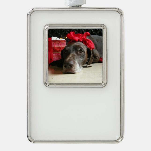 Christmas german shorthaired pointer silver plated framed ornament (Front)