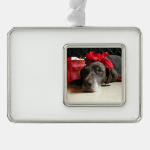 Christmas german shorthaired pointer silver plated framed ornament