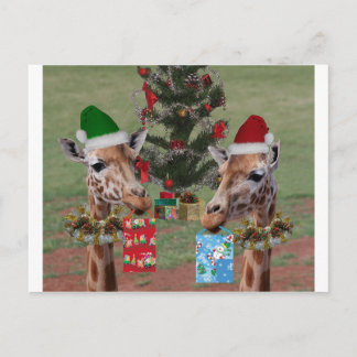 Christmas Giraffes Holiday Postcard
