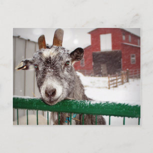 Christmas Goat Holiday Postcard