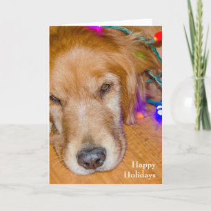 Christmas golden retriever in tangled lights holiday card