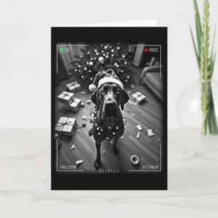 Christmas Great Dane Caught On Camera Card