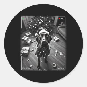 Christmas Great Dane Caught On Camera  Classic Round Sticker