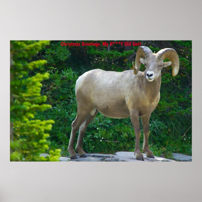 Christmas Greetings  My Honey Goat Poster (Front)
