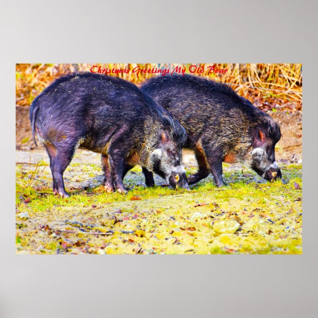 Christmas Greetings My Old Boar Poster (Front)