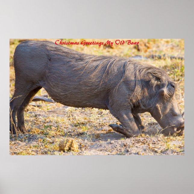 Christmas Greetings My Old Boar Poster (Front)