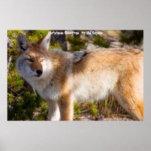 Christmas Greetings  My Old Coyote Poster
