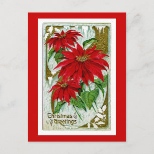 Christmas Greetings Pointsettia Holiday Postcard