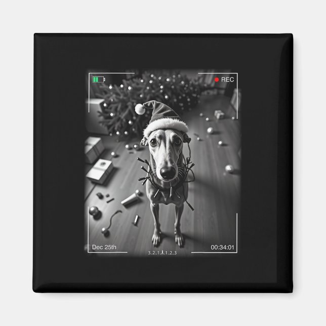 Christmas Greyhound Caught On Camera  Magnet (Front)