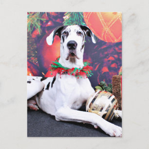 Christmas - Harlequin Great Dane - Baron Holiday Postcard