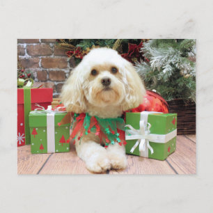 Christmas - Havanese - Mason Holiday Postcard