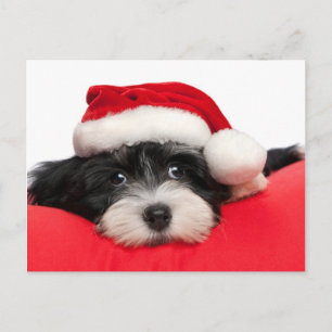 Christmas Havanese Puppy Dog Holiday Postcard