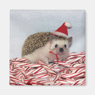 Christmas Hedgie Magnet