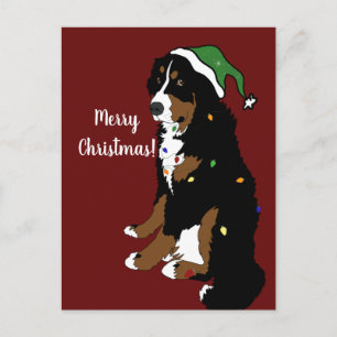 Christmas Holiday Bernese Mountain Dog Postcard