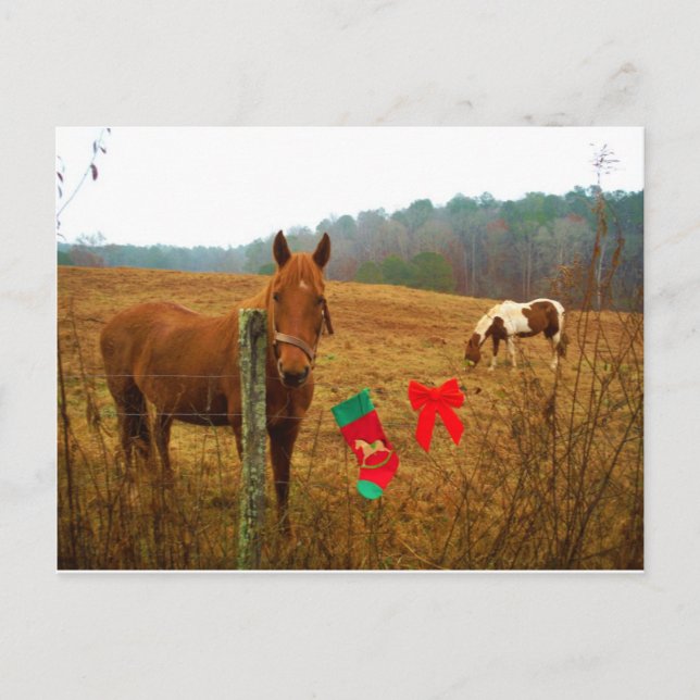 Christmas Horse with bow and stocking Holiday Postcard (Front)
