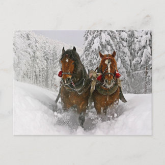Christmas Horses Holiday Postcard
