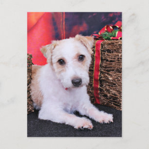 Christmas - Jack Russell - Wiley Holiday Postcard