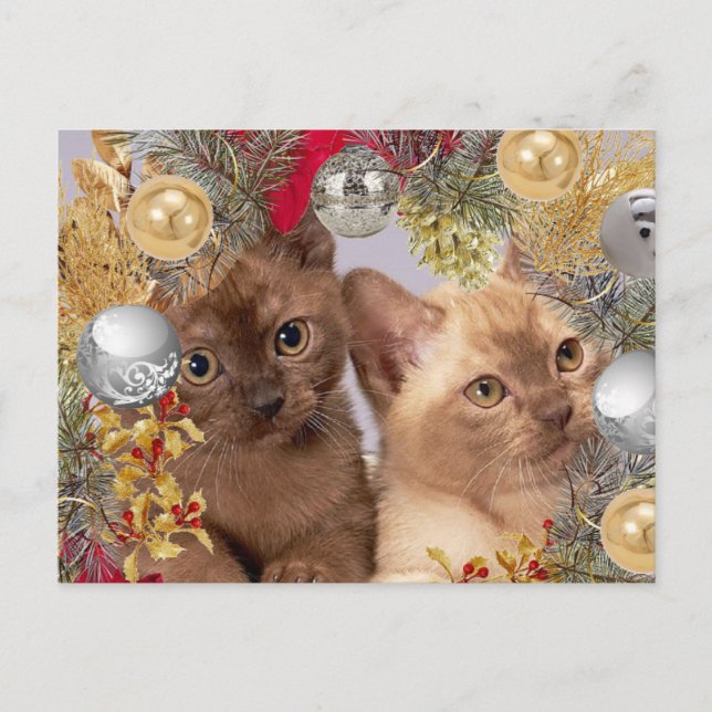 Christmas Kittens Holiday Cats  Postcard (Front)