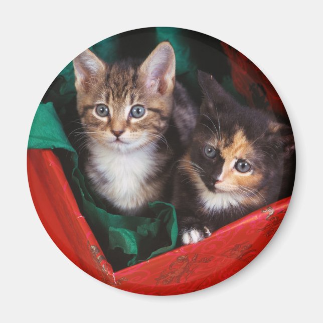 Christmas Kittens Magnet (Front)