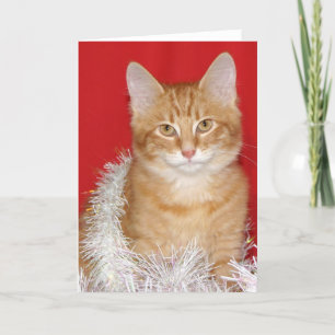 Christmas kitty holiday card