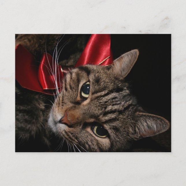 Christmas Kitty Holiday Postcard (Front)