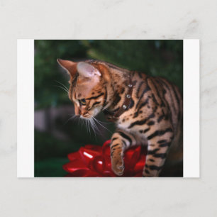 Christmas Kitty Photo (Domestic Bengal Cat) Holiday Postcard