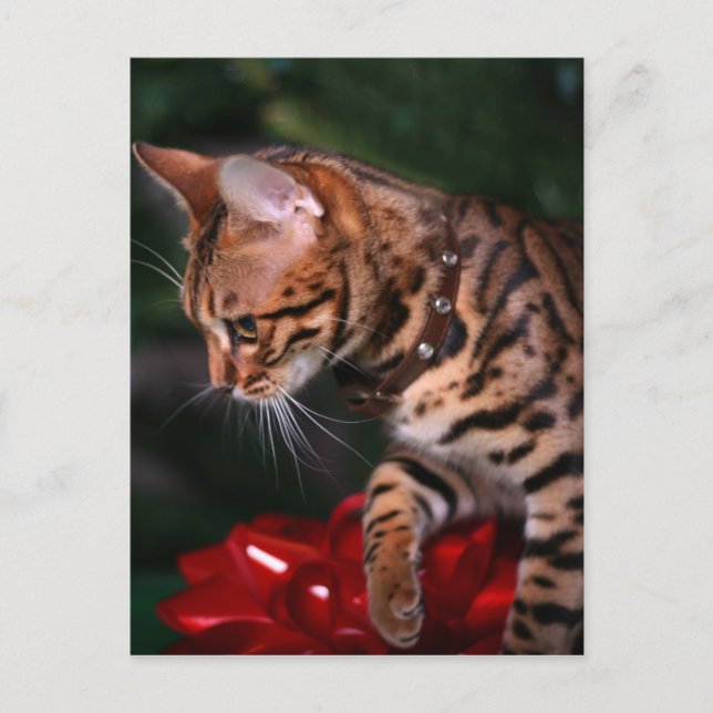 Christmas Kitty Photo (Domestic Bengal Cat) Holiday Postcard (Front)