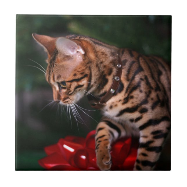Christmas Kitty Photo (Domestic Bengal Cat) Tile (Front)