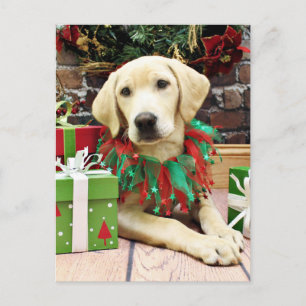 Christmas - Labrador - Buck Holiday Postcard
